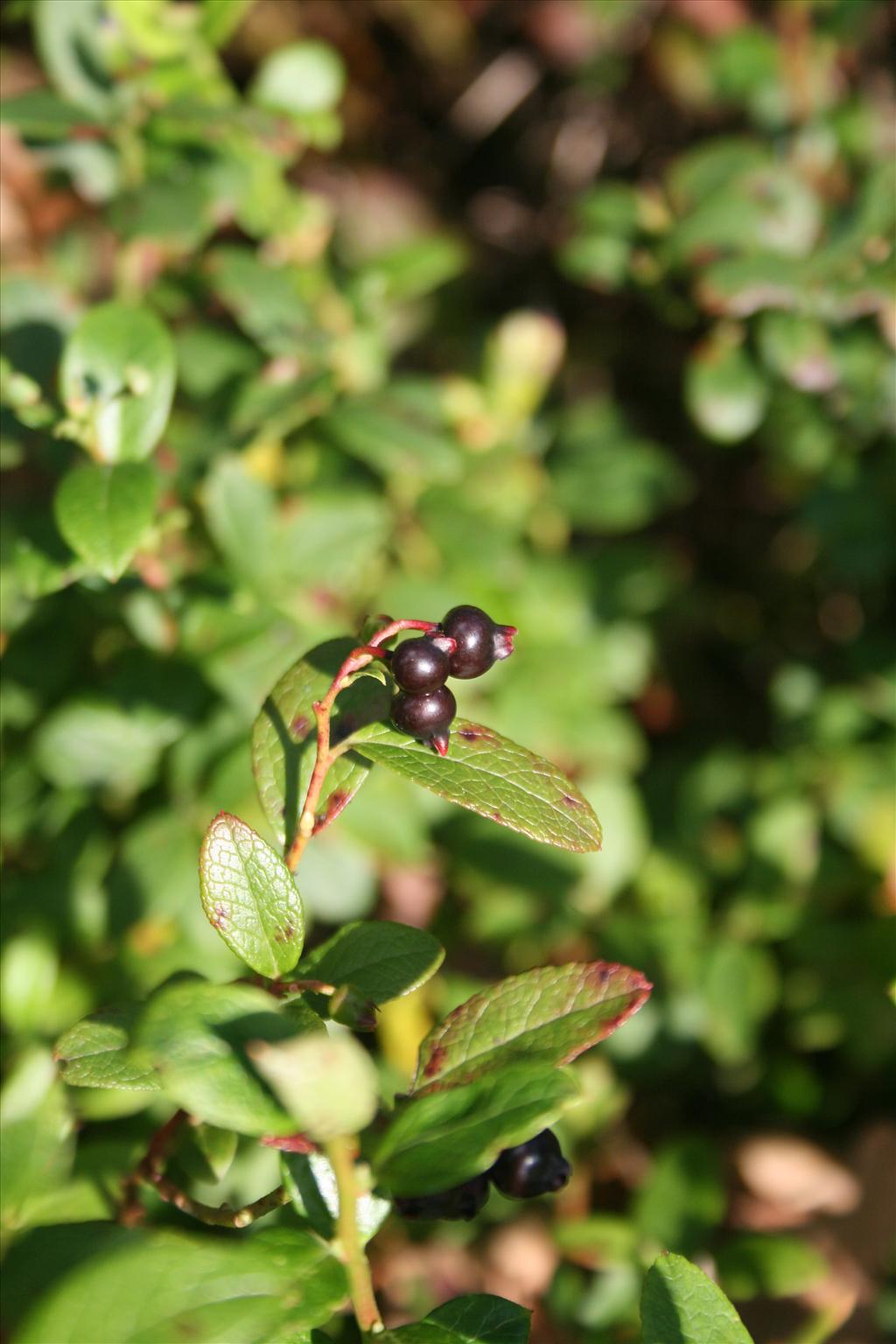 Vaccinium x intermedium (door Egbert de Boer)