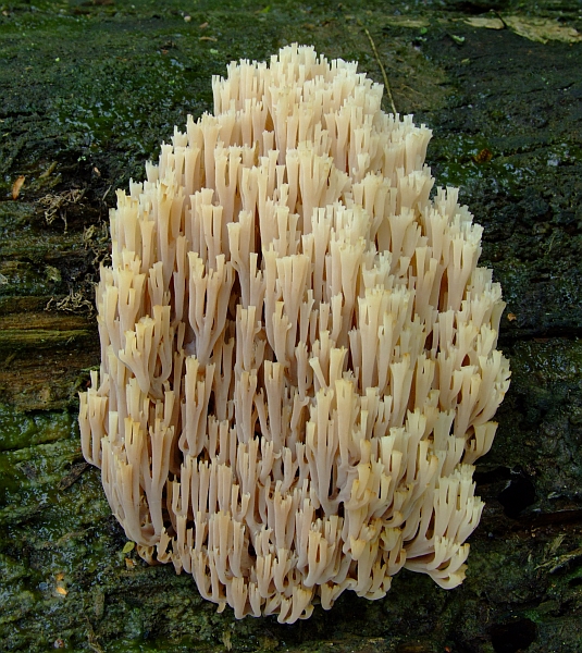 Artomyces pyxidatus (door Cees Klomp)