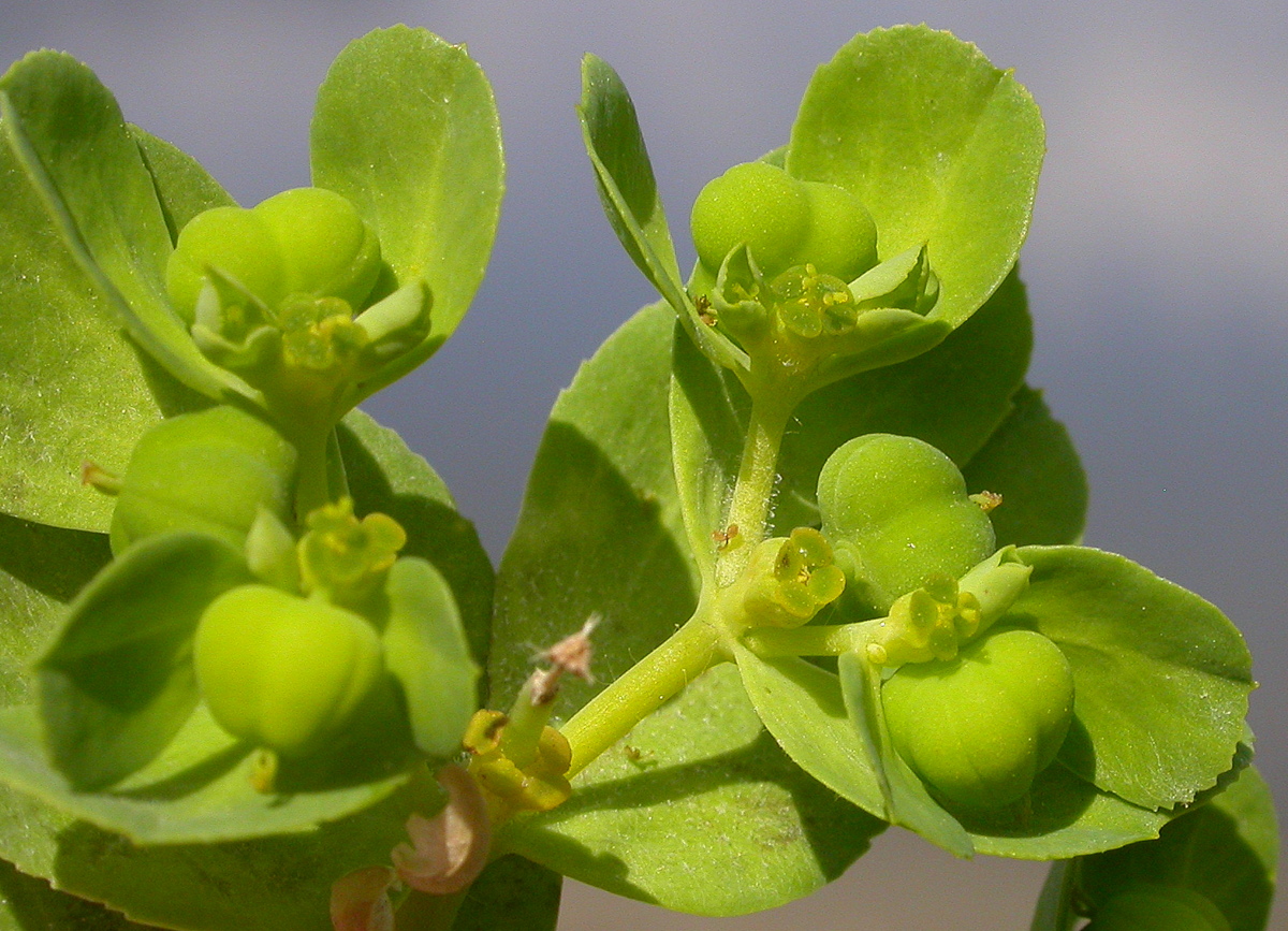 Euphorbia helioscopia (door Peter Meininger)