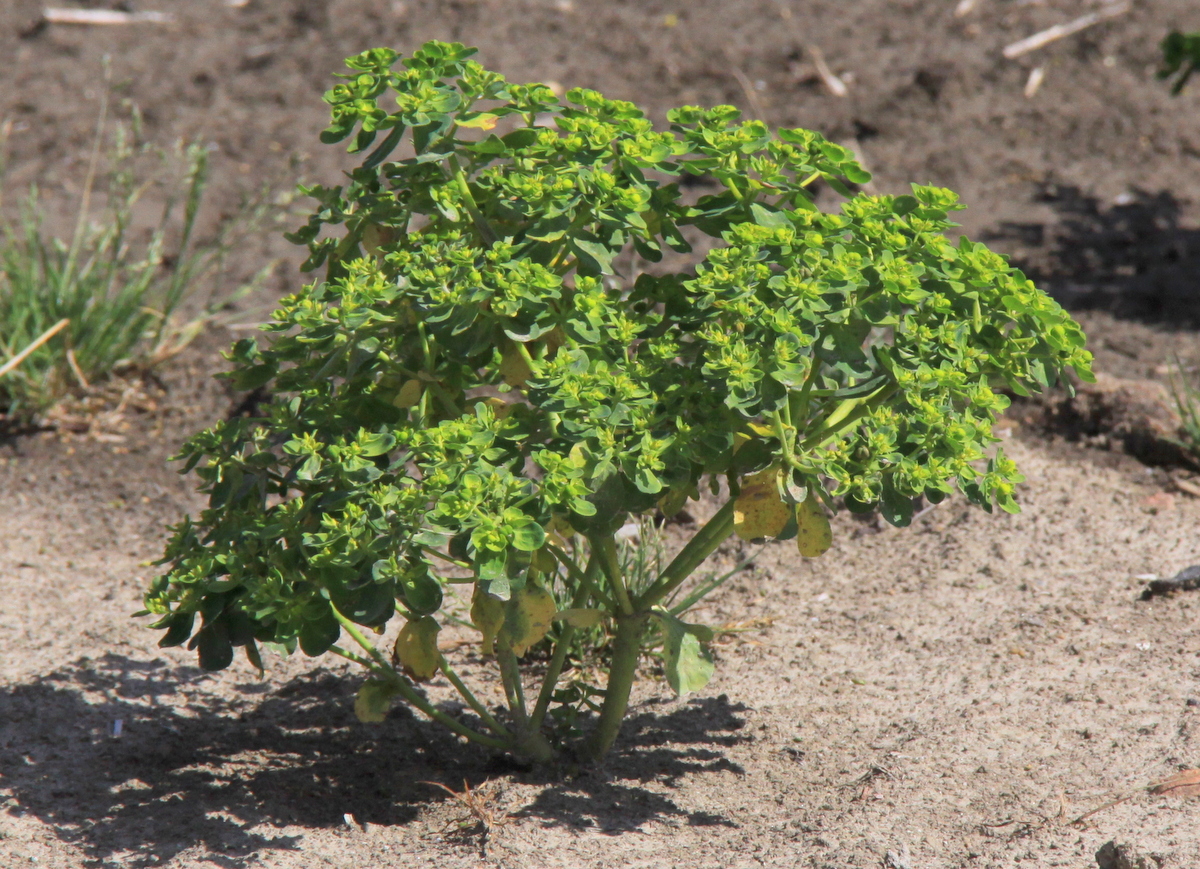 Euphorbia helioscopia (door Peter Meininger)