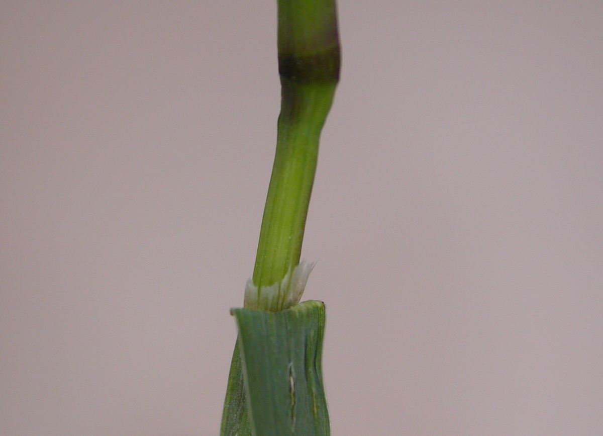 Dactylis glomerata subsp. glomerata (door Peter Meininger)