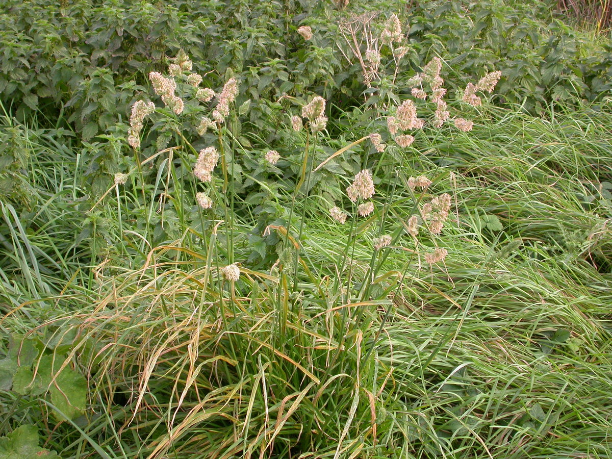 Dactylis glomerata subsp. glomerata (door Peter Meininger)