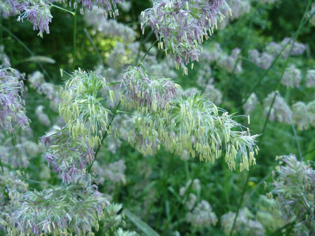 Dactylis glomerata subsp. glomerata (door Cor Nonhof)