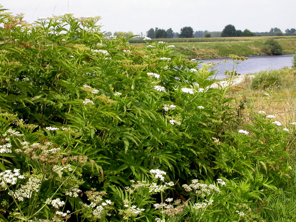 Sambucus ebulus (door Peter Meininger)