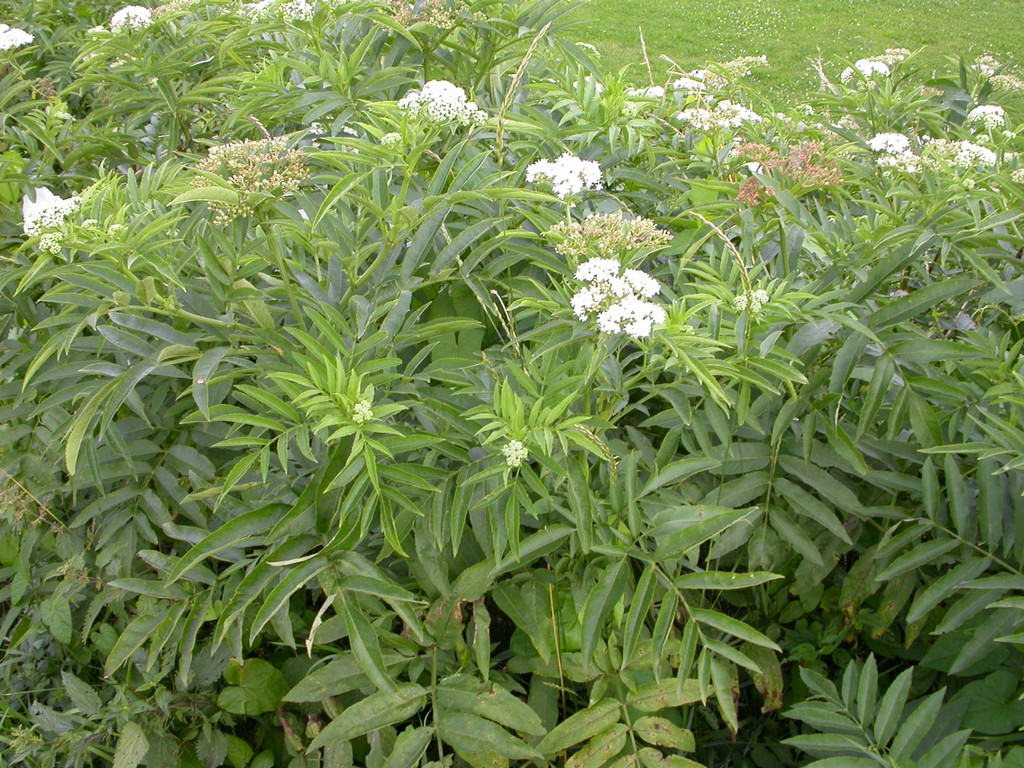 Sambucus ebulus (door Peter Meininger)