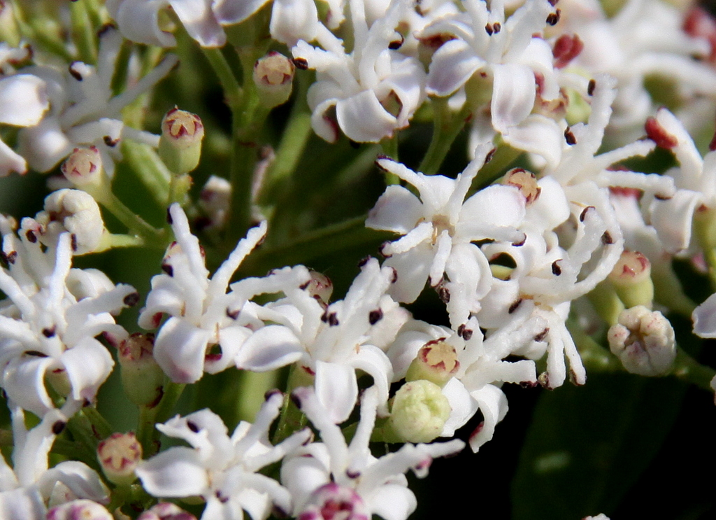 Sambucus ebulus (door Peter Meininger)