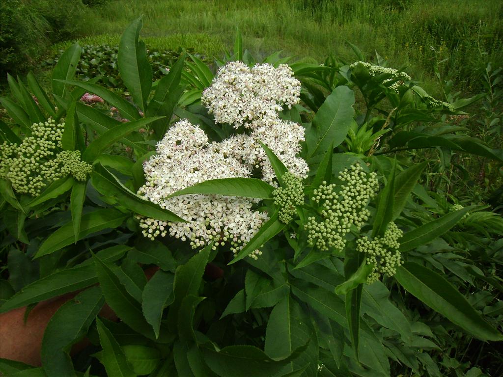 Sambucus ebulus (door Toon Verrijdt)