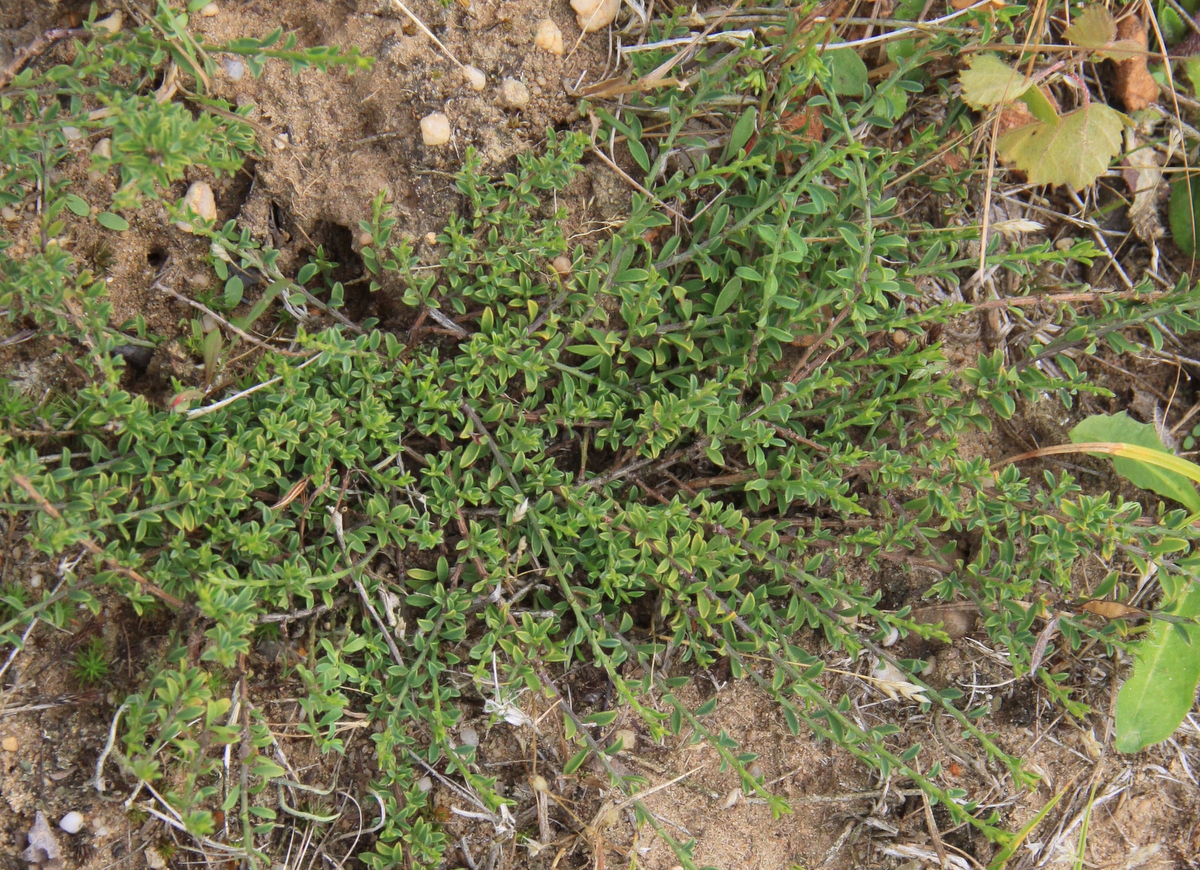 Genista pilosa (door Peter Meininger)