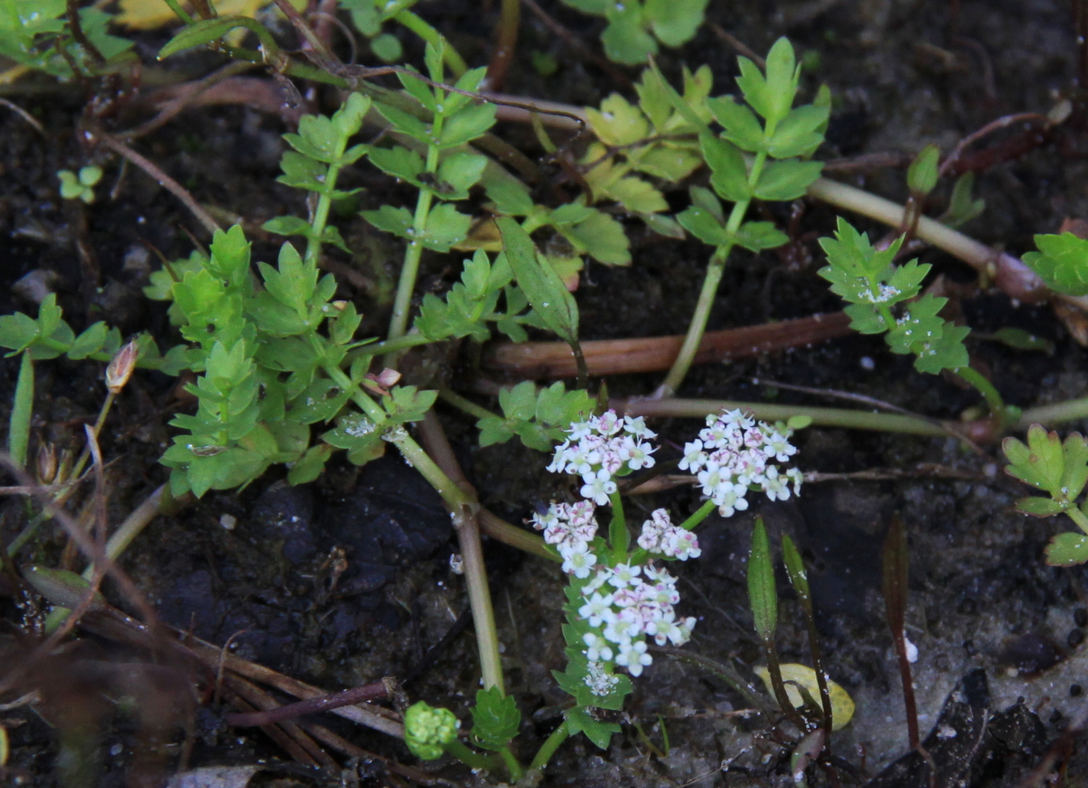 Helosciadium repens (door Peter Meininger)