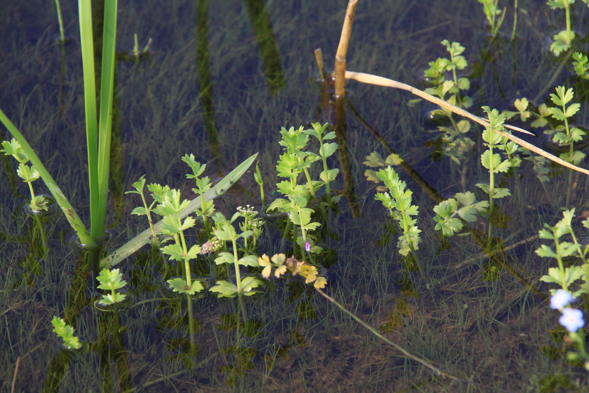 Helosciadium repens (door Peter Meininger)