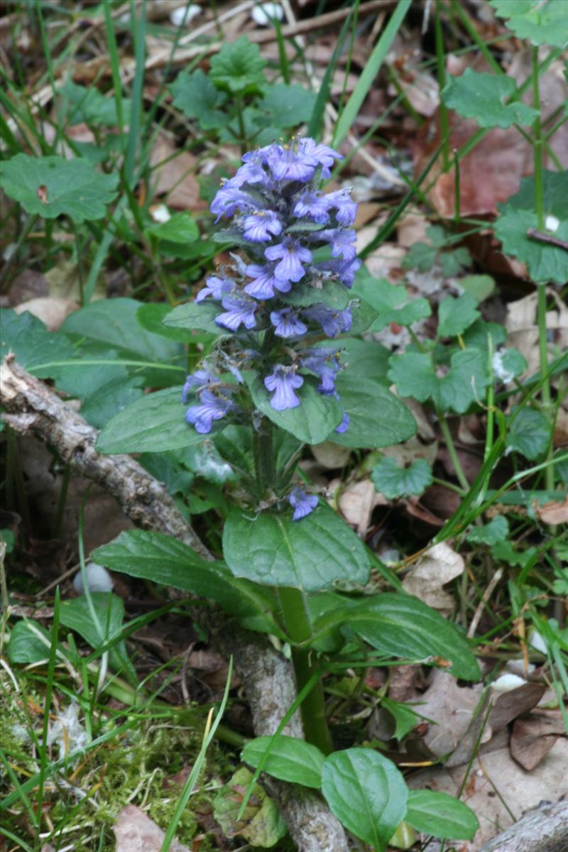 Ajuga reptans (door Niko Buiten)