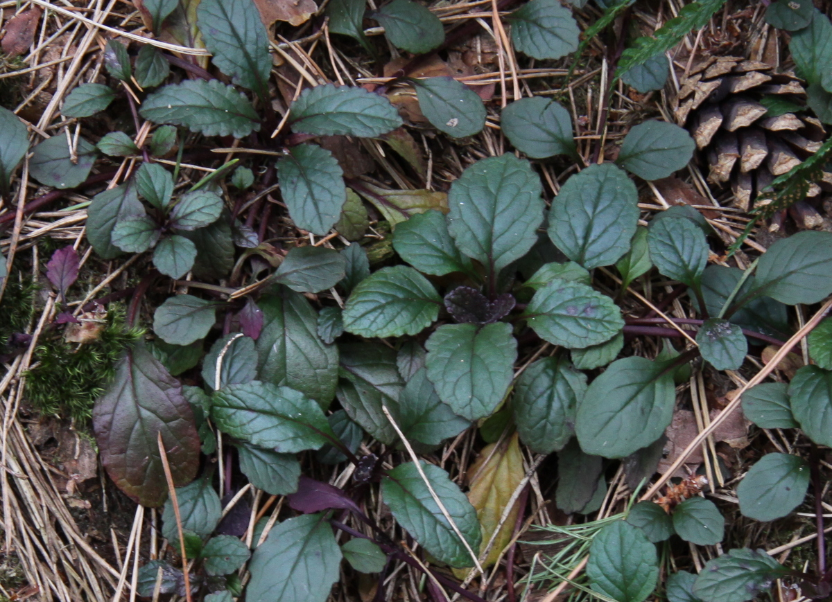 Ajuga reptans 'Atropurpurea' (door Peter Meininger)