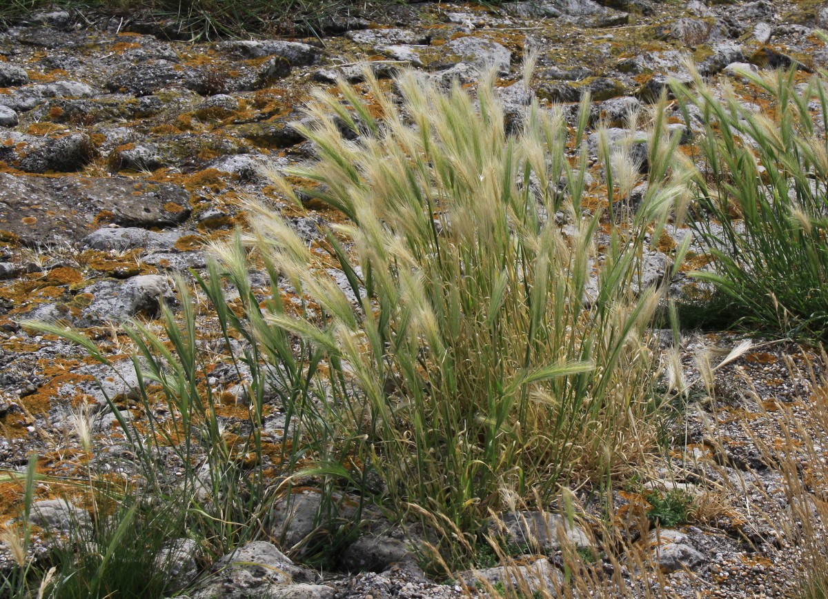 Hordeum murinum (door Peter Meininger)