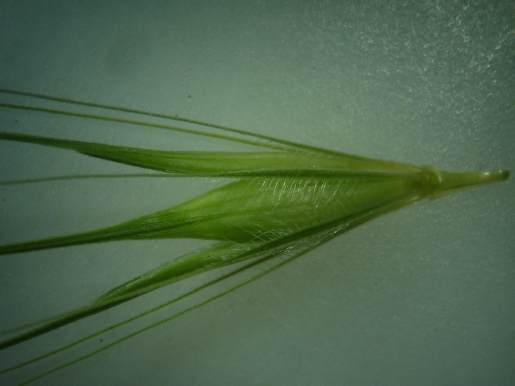 Hordeum murinum (door Cor Nonhof)