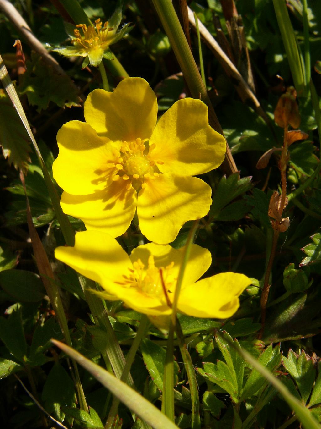 Potentilla anglica (door Han Beeuwkes)