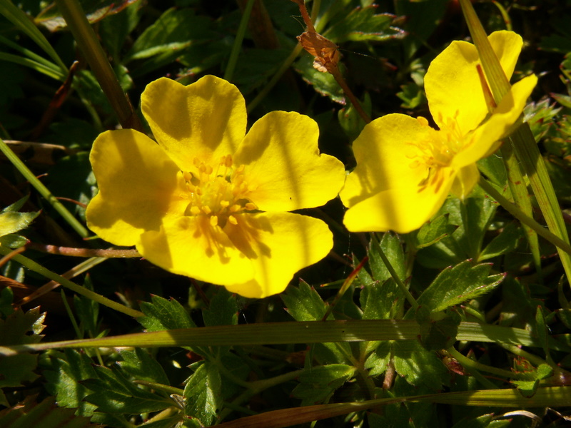 Potentilla anglica (door Han Beeuwkes)