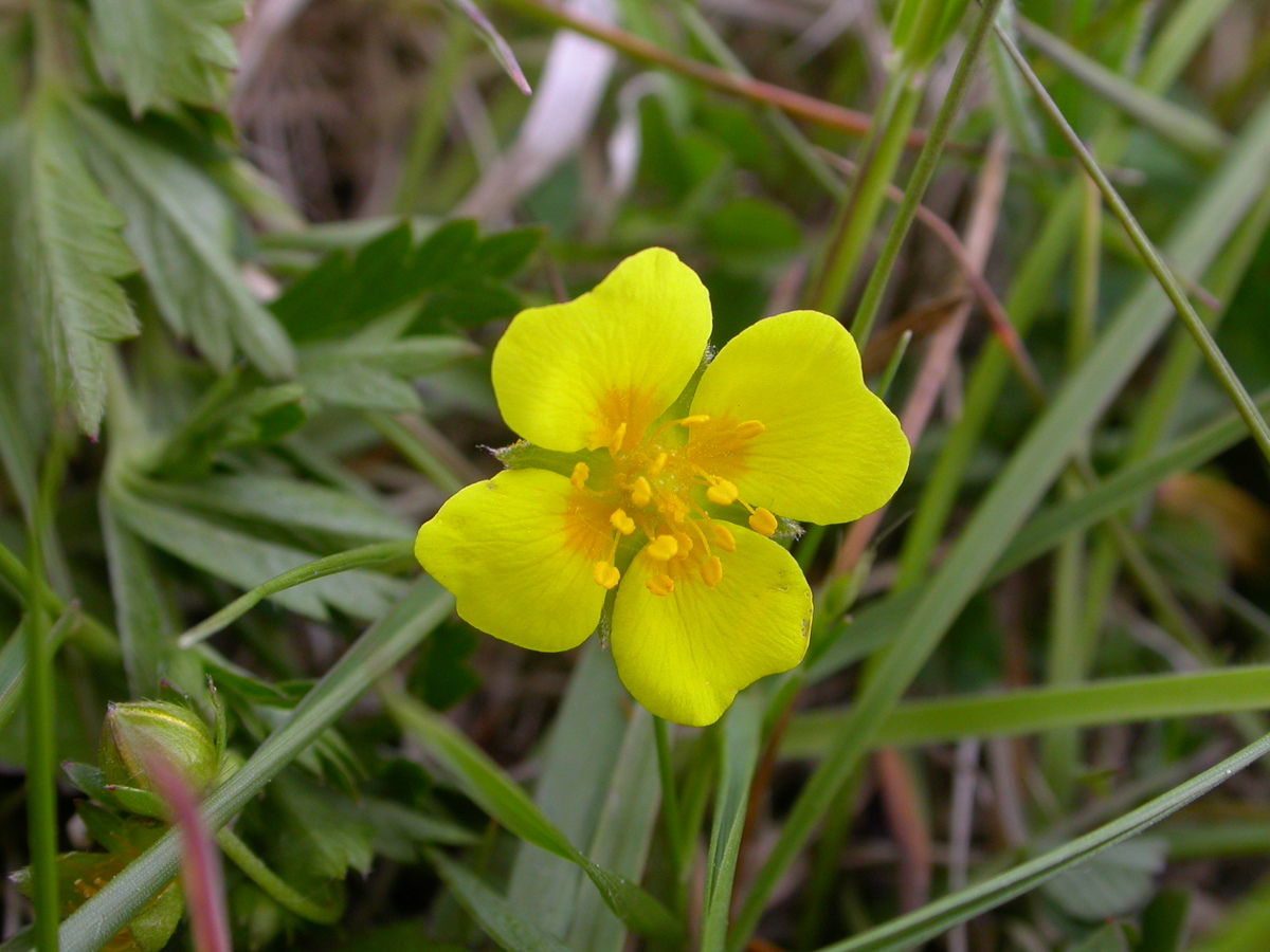 Potentilla anglica (door Peter Meininger)