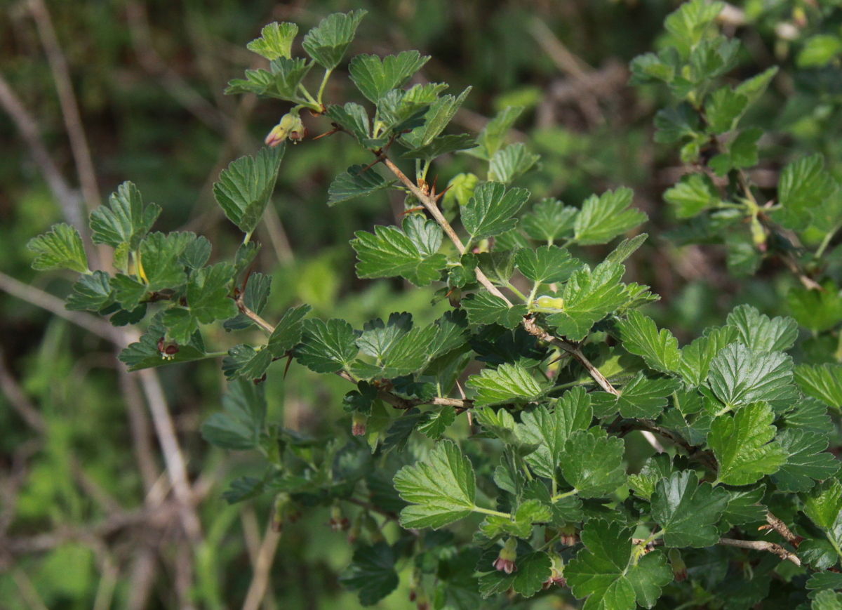 Ribes uva-crispa (door Peter Meininger)