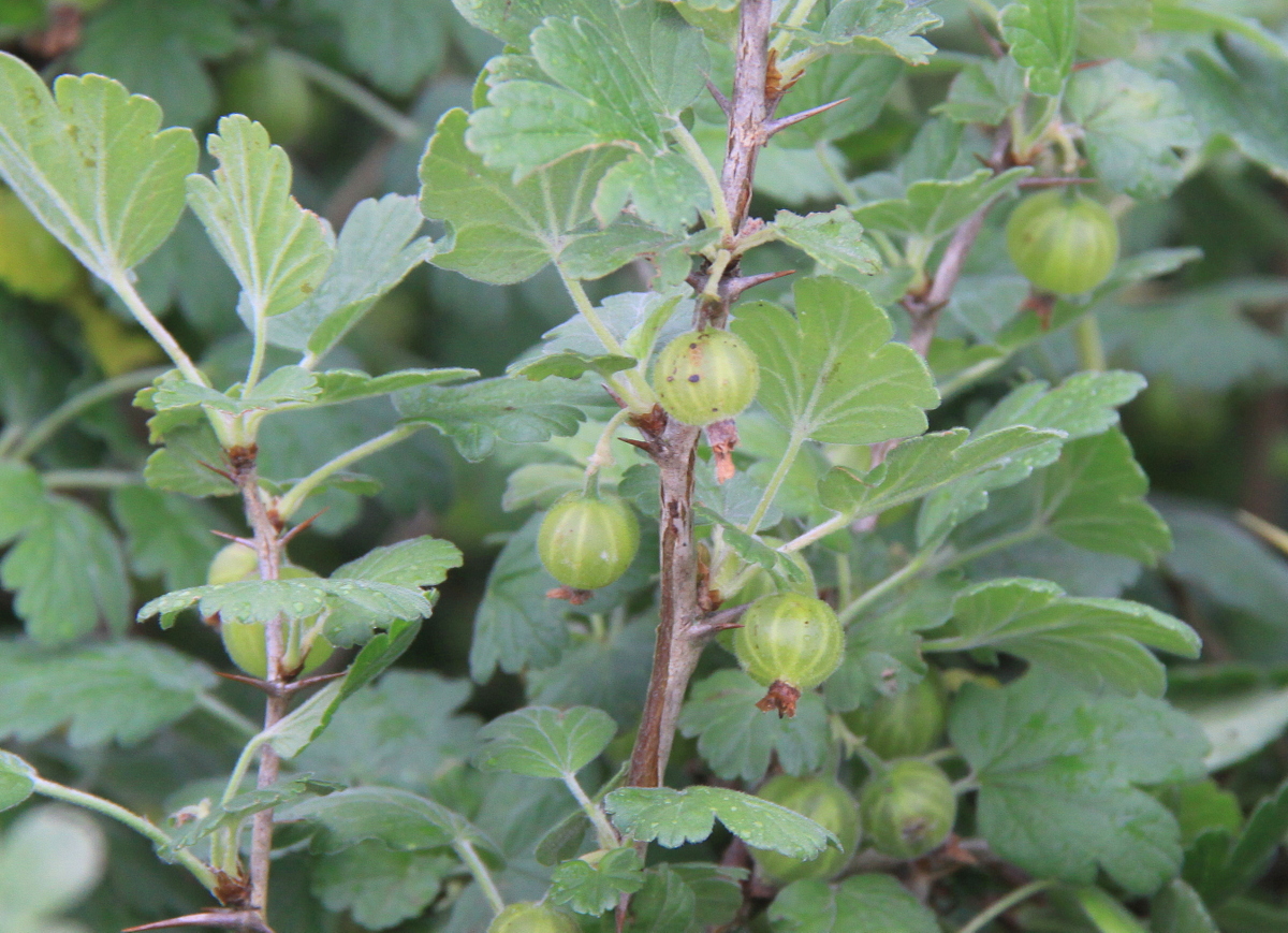 Ribes uva-crispa (door Peter Meininger)