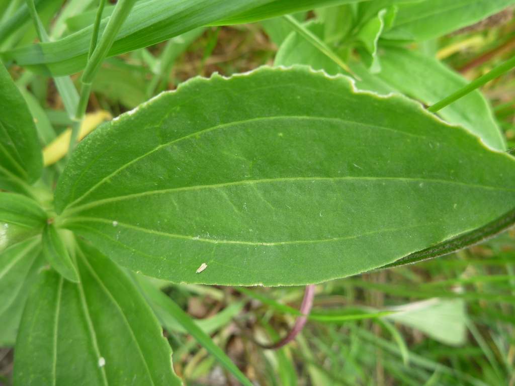 Gentiana cruciata (door Cor Nonhof)