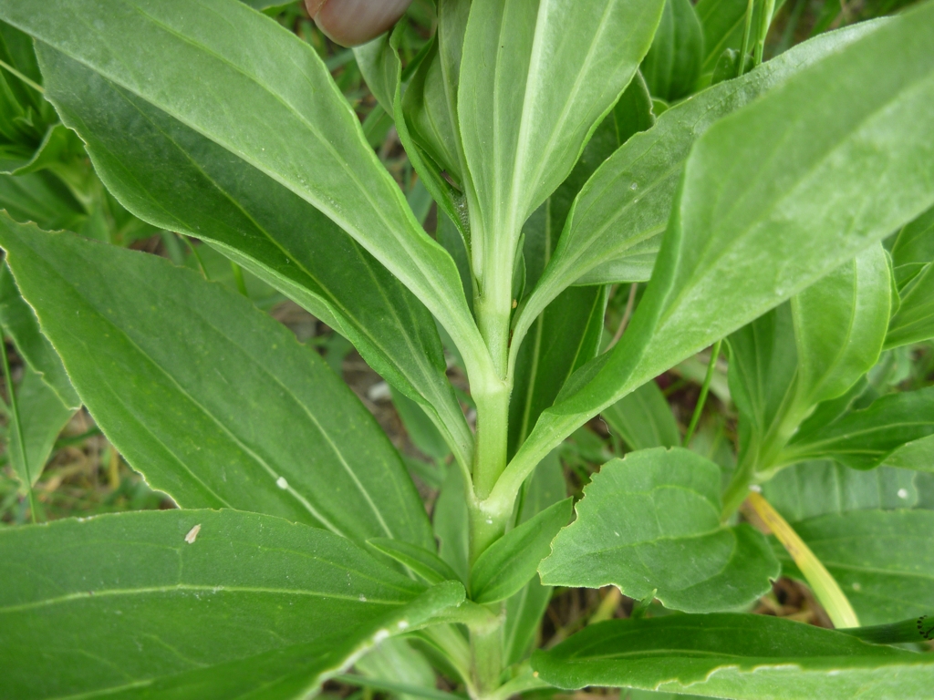 Gentiana cruciata (door Cor Nonhof)