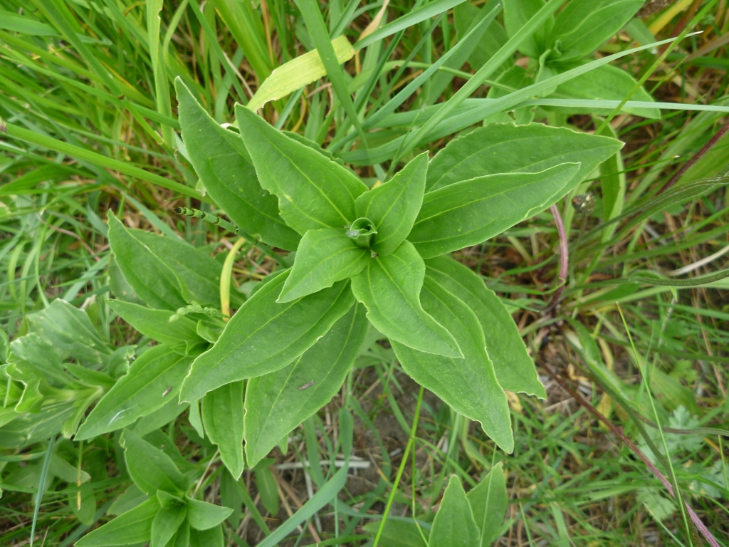 Gentiana cruciata (door Cor Nonhof)