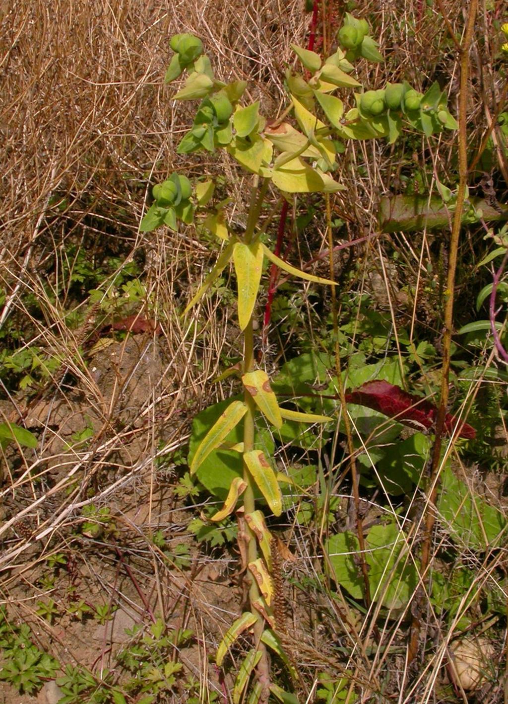 Euphorbia lathyris (door Peter Meininger)