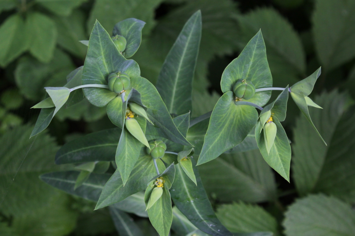 Euphorbia lathyris (door Peter Meininger)