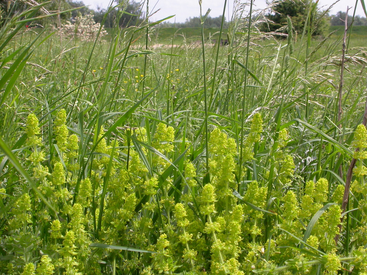 Cruciata laevipes (door Peter Meininger)