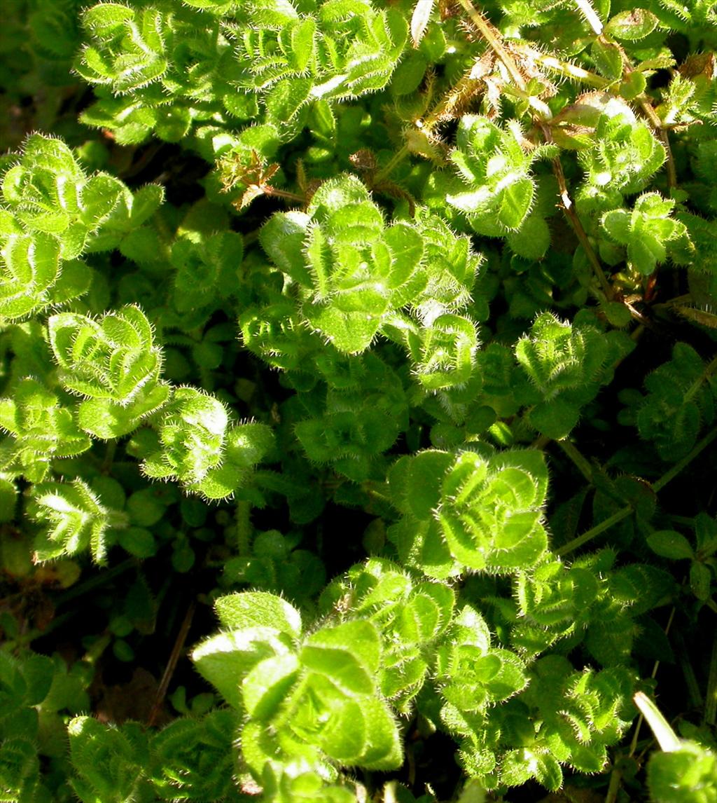 Cruciata laevipes (door Peter Meininger)