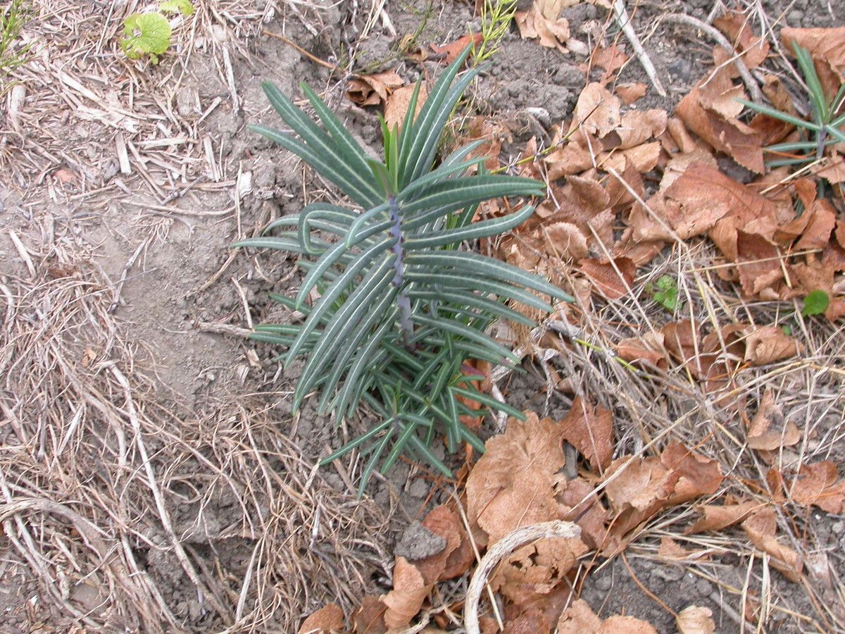 Euphorbia lathyris (door Peter Meininger)