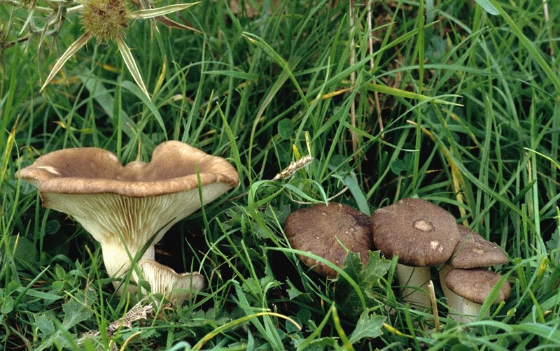 Pleurotus eryngii (door Eef Arnolds)