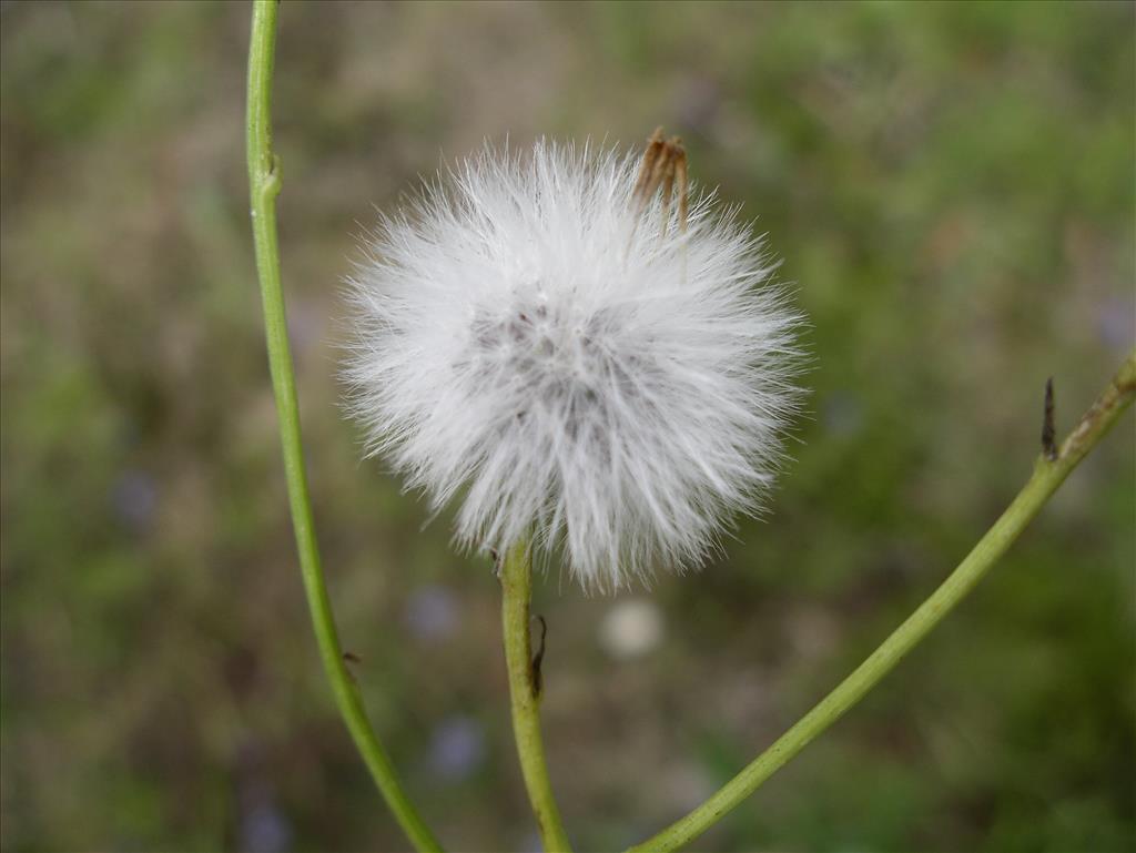 Senecio inaequidens (door Arie van den Bremer)