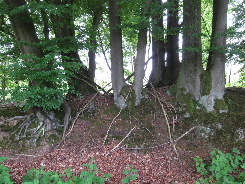 Fagus sylvatica (door Piet Bremer )