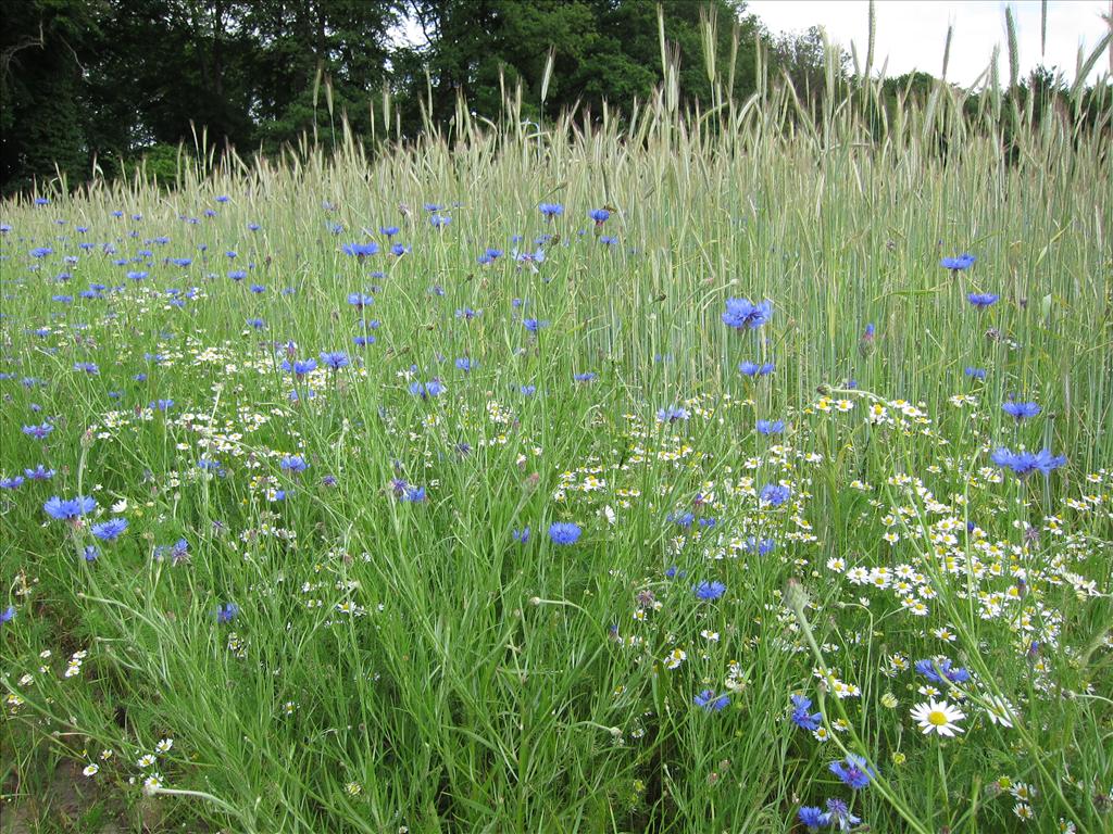 Centaurea cyanus (door Piet Bremer )