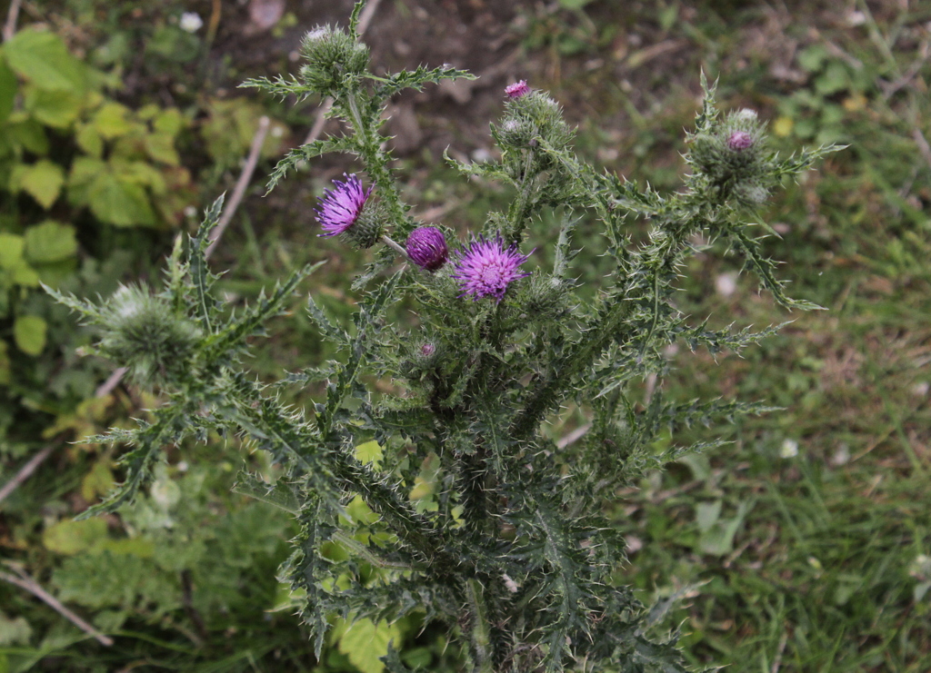 Carduus crispus (door Peter Meininger)