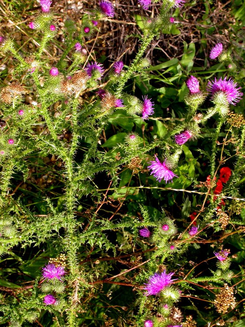 Carduus crispus (door Peter Meininger)