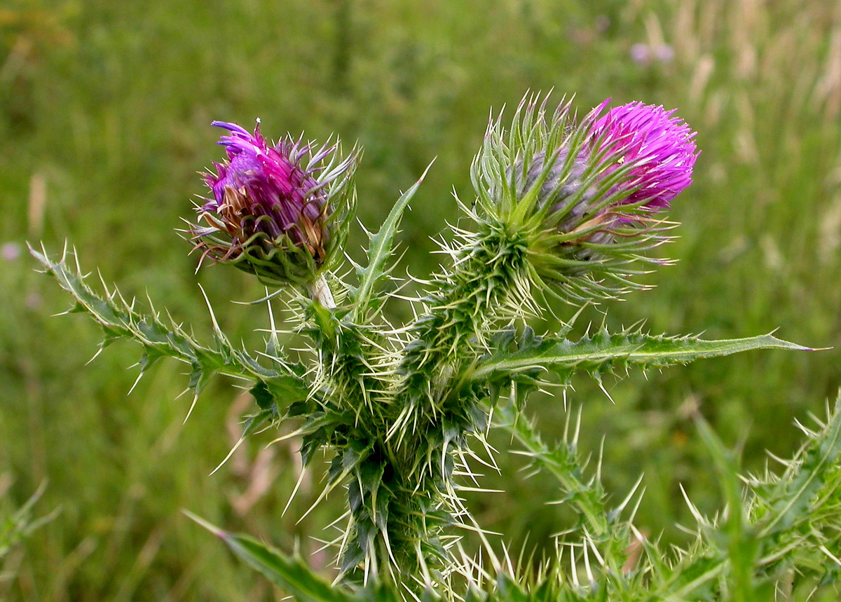 Carduus x stangii (door Peter Meininger)