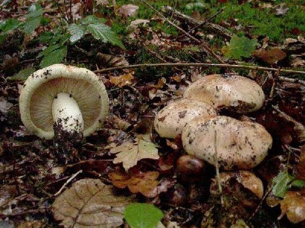 Tricholoma acerbum (door Emma van den Dool)