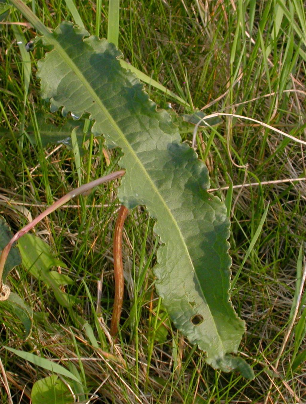 Rumex crispus (door Peter Meininger)