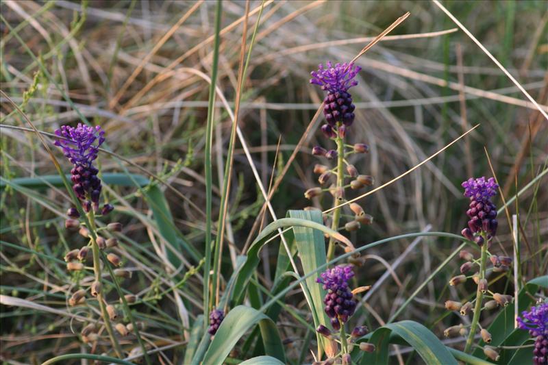 Muscari comosum (door Niko Buiten)