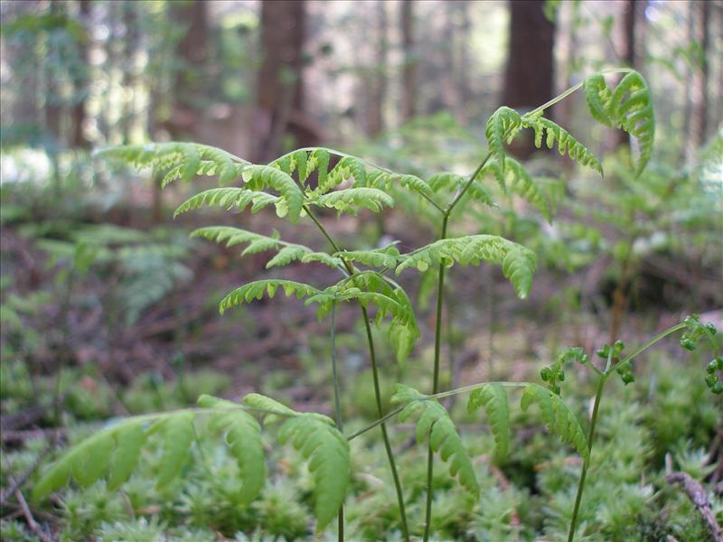 Gymnocarpium dryopteris (door Piet Bremer )