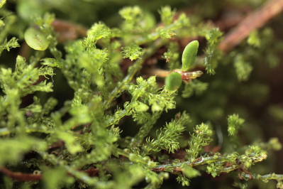 Kurzia sylvatica (door Klaas van der Veen)