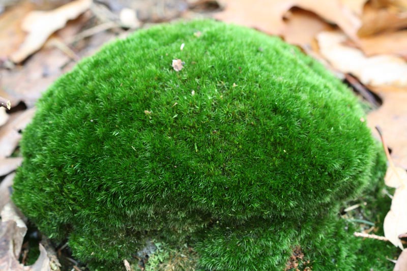 Leucobryum glaucum (door Gerard Blokhuis)