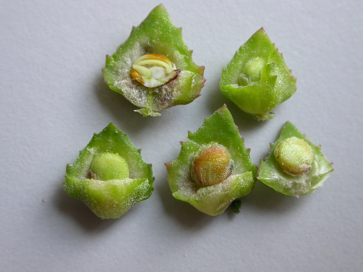 Atriplex glabriuscula (door Peter Meininger)