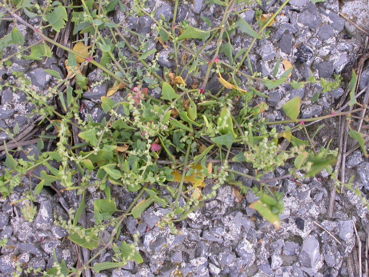 Atriplex glabriuscula (door Peter Meininger)