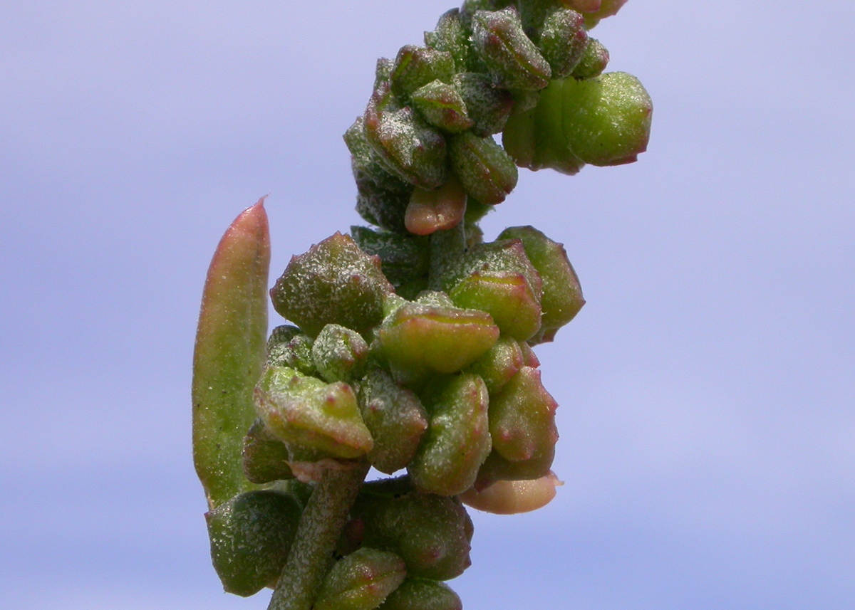 Atriplex glabriuscula (door Peter Meininger)