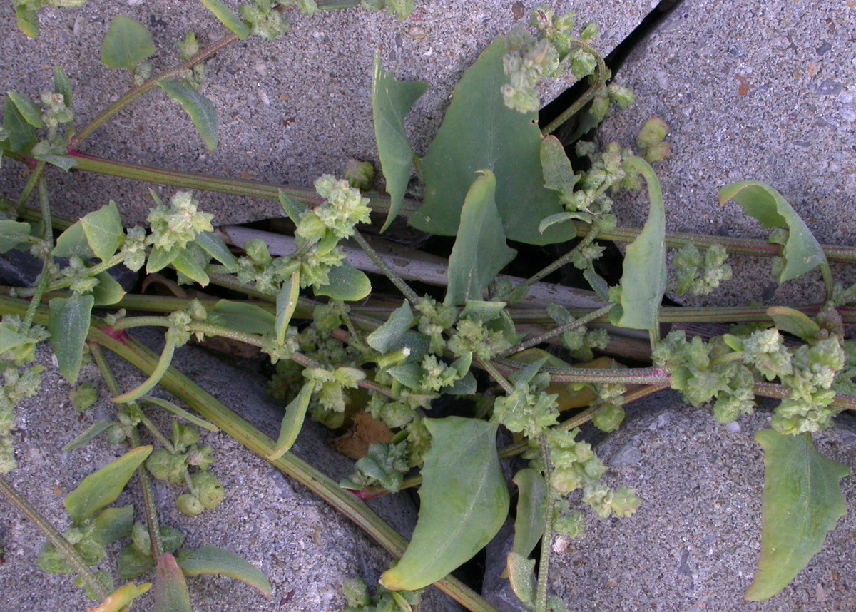 Atriplex glabriuscula (door Peter Meininger)