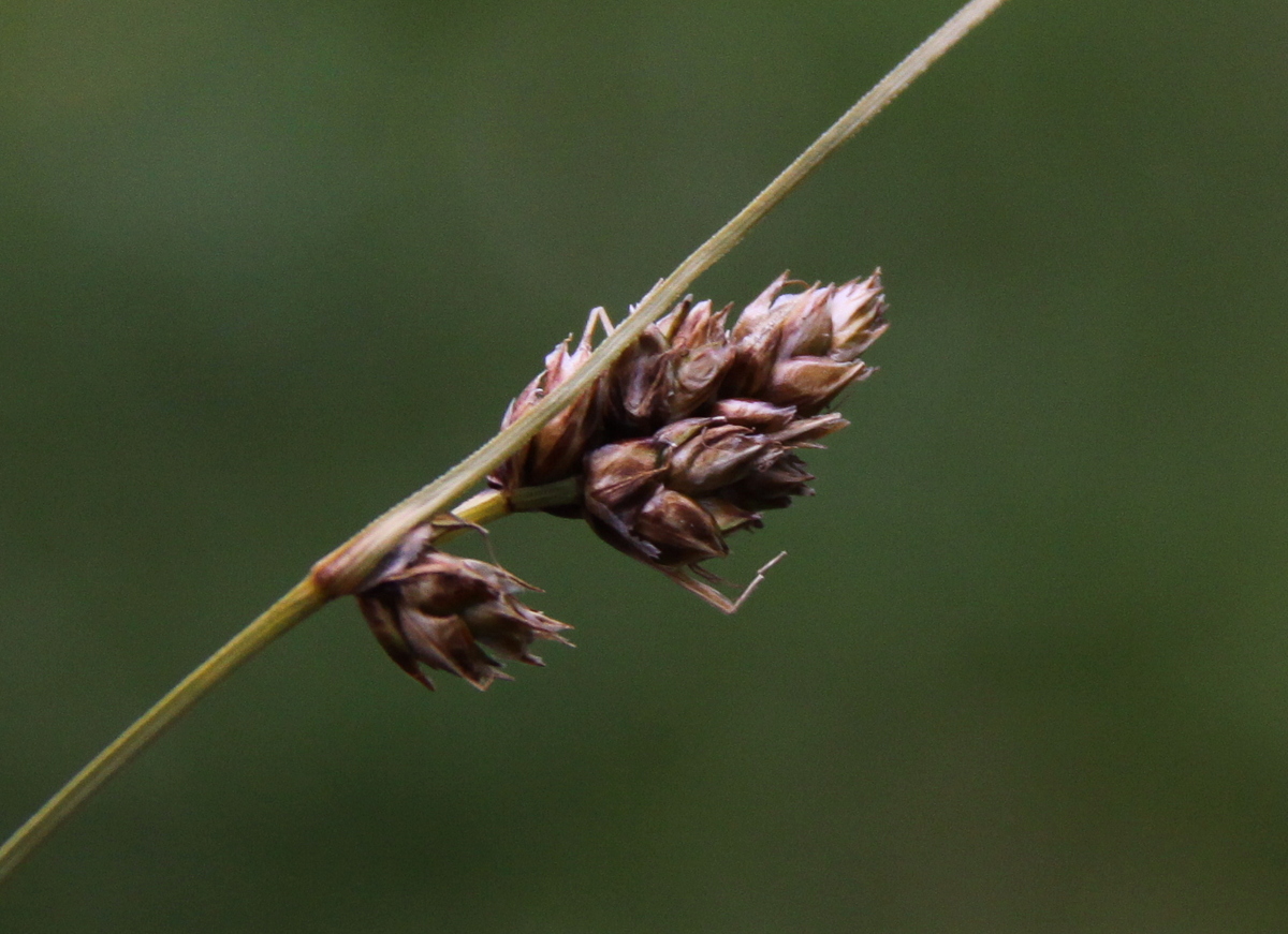 Carex divisa (door Peter Meininger)