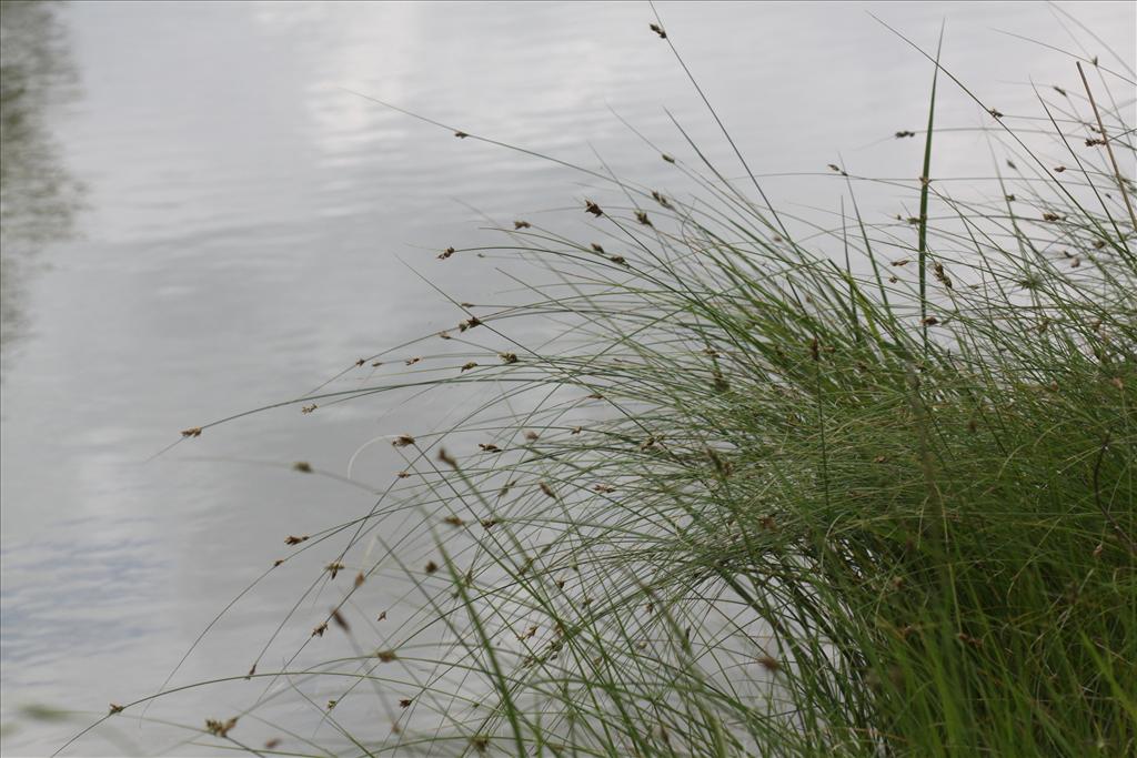 Carex divisa (door Peter Meininger)